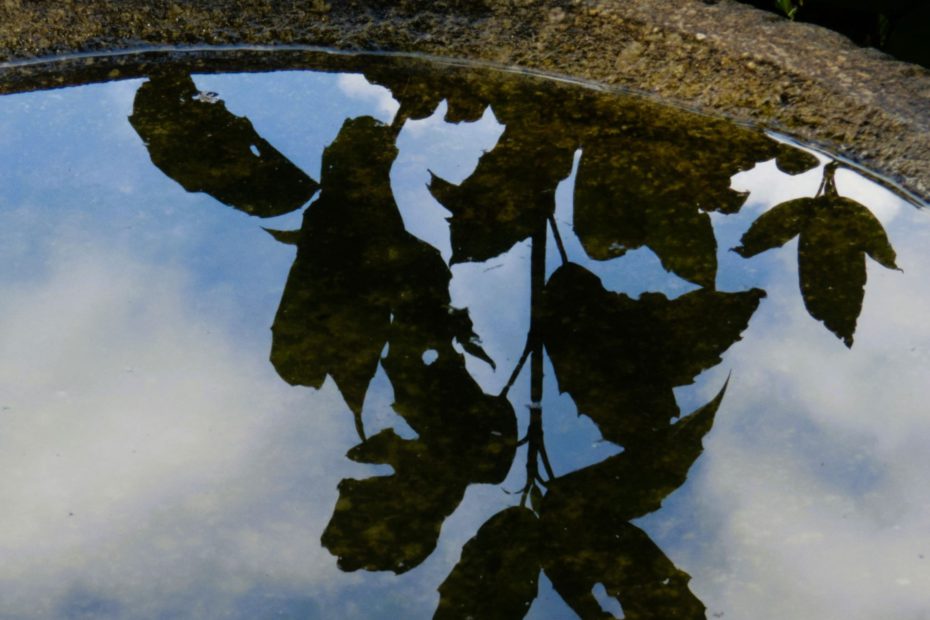 pond reflet