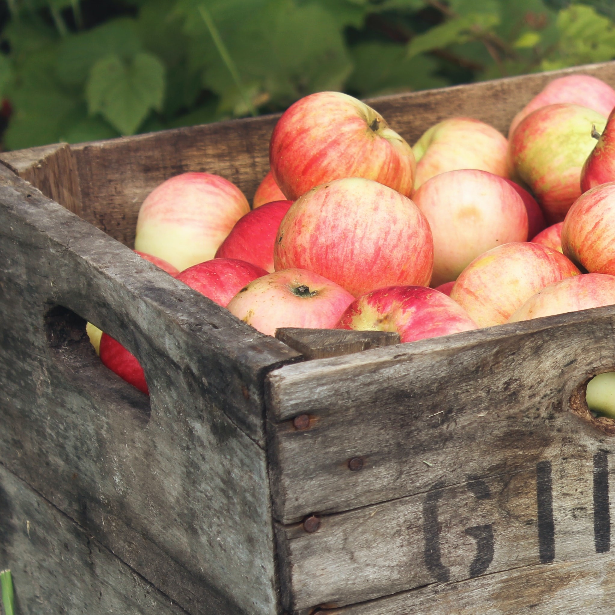 Apple Basket